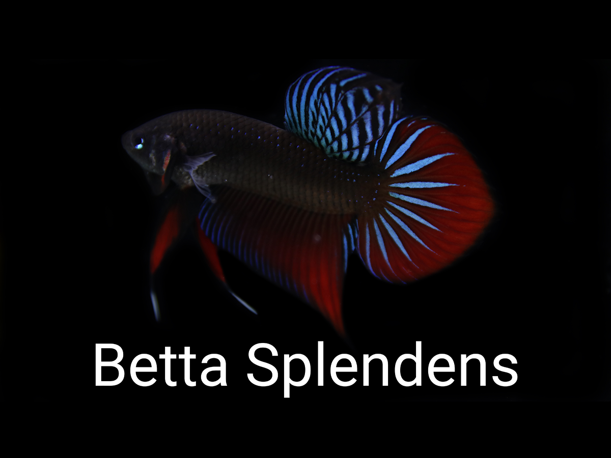 Betta Splendens